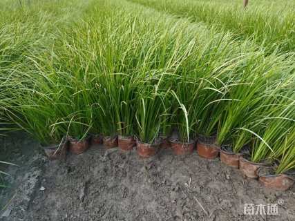 高度30厘米金叶石菖蒲