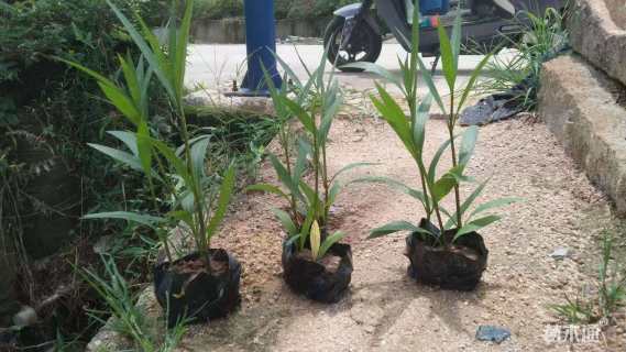 高度28厘米翠芦莉