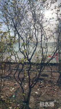 高度250厘米龙游梅