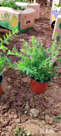 高度20厘米满天星