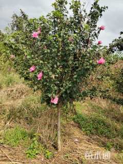 高度200厘米木槿