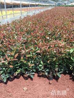 0.4公分红叶石楠