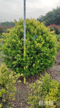 冠幅120厘米金森女贞球