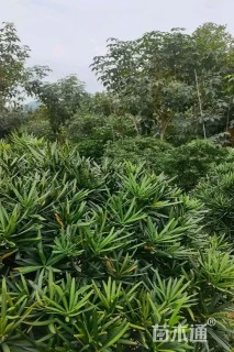 冠幅1厘米罗汉松球