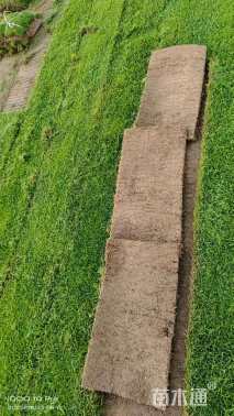 草卷状草皮