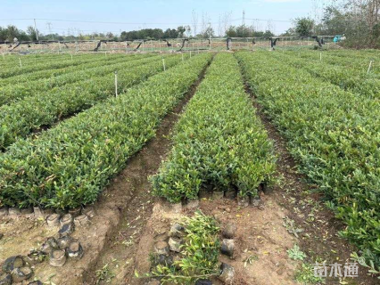 高度35厘米蚊母小苗