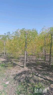 7公分金枝龙爪槐