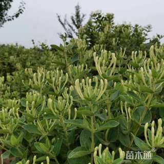20厘米金银花