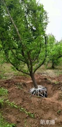 高度250厘米李子树