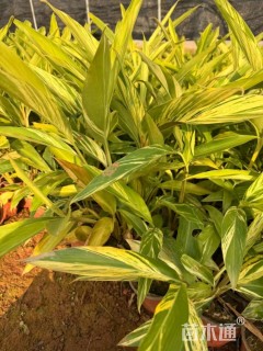 高度30厘米花叶良姜