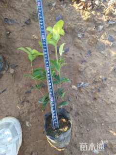 高度15厘米四季桂小苗