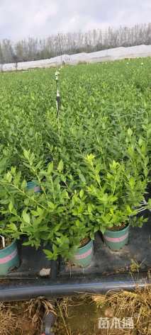 高度40厘米蓝莓