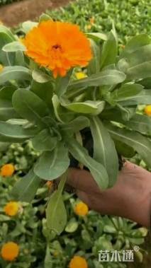 高度30厘米金盏菊