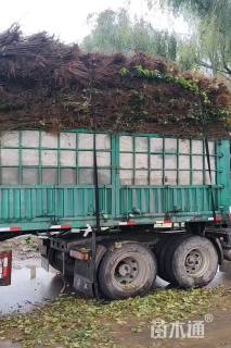 高度100厘米连翘