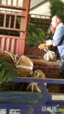 高度100厘米河南桧