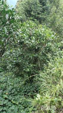 高度200厘米茶树
