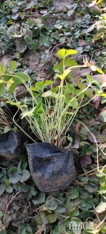 高度10厘米蛇莓