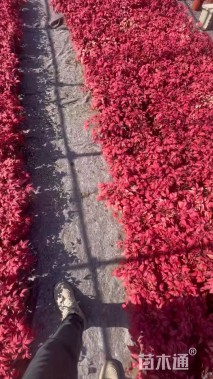 高度25厘米火焰南天竹