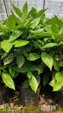 高度50厘米洒金珊瑚