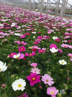 高度25厘米波斯菊