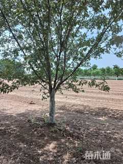 18公分绚丽海棠