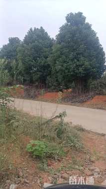 10公分(5杆)丛生香樟