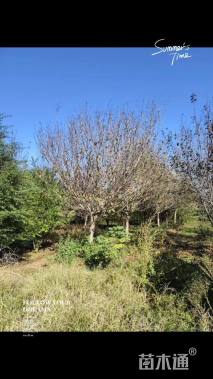 12公分日本早樱