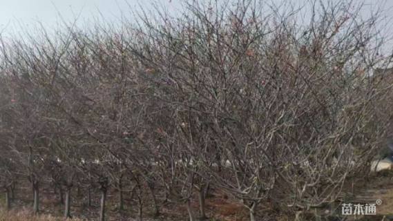 10公分垂丝海棠