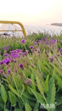 高度30厘米柳叶马鞭草