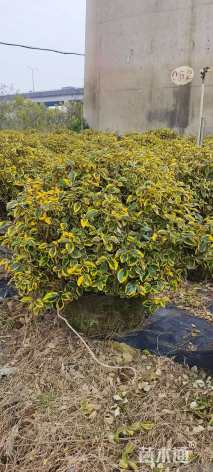 高度100厘米金边埃比胡颓子