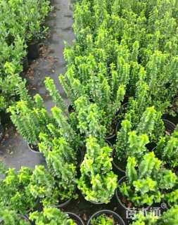 高度20厘米卫矛