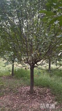 12公分绚丽海棠