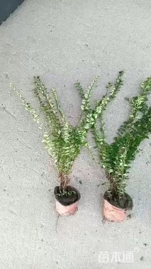 高度30厘米亮绿忍冬