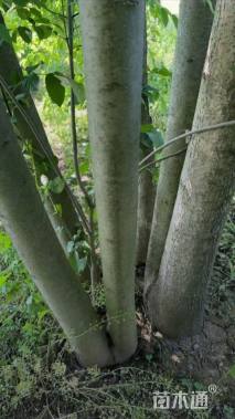 高度650厘米丛生白蜡