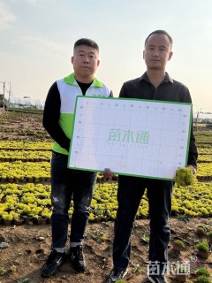 高度25厘米金叶佛甲草