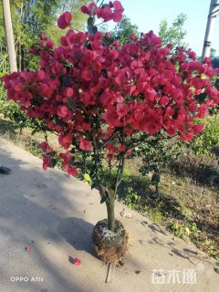 高度150厘米三角梅