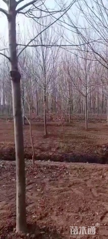 12公分美国红枫