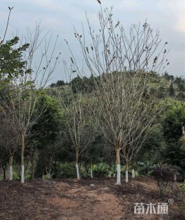 15公分小叶紫薇