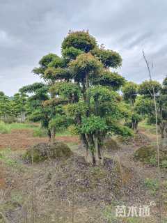 20公分造型杨梅