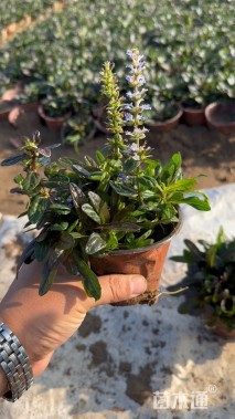 高度10厘米筋骨草