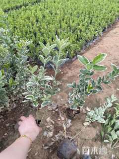 高度40厘米金边黄杨