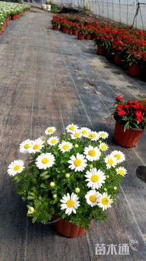 高度20厘米白晶菊