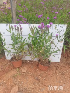 高度30厘米马鞭草