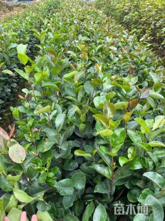 高度30厘米山茶花