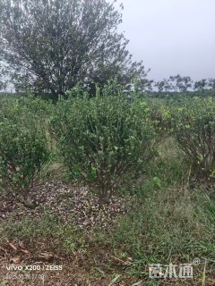 冠幅100厘米大叶黄杨球