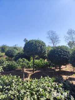 冠幅60厘米卫矛球