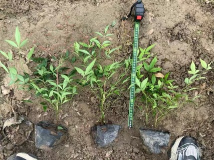 高度30厘米南天竹小苗