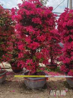 高度275厘米三角梅