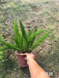 25厘米天门冬
