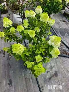 高度40厘米圆锥绣球